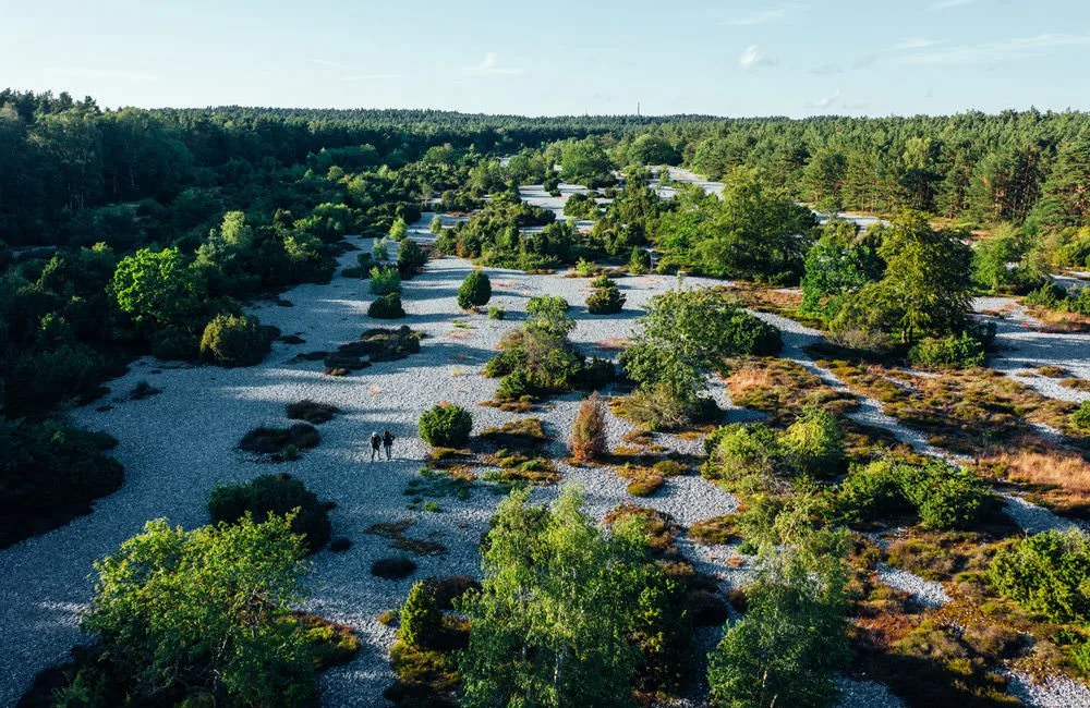 Feuersteinfeld bei Neu Mukran auf Rügen - Foto: Gänsike/TMV